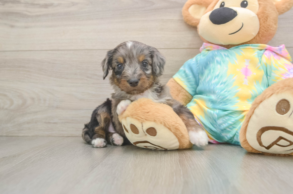5 week old Mini Aussiedoodle Puppy For Sale - Pilesgrove Pups