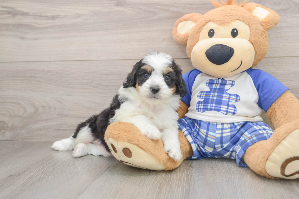 Sweet Mini Aussiedoodle Baby