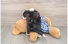 Best Mini Aussiedoodle Baby