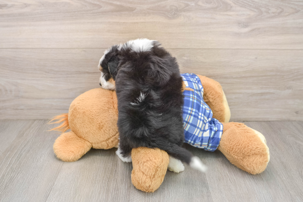 Best Mini Aussiedoodle Baby