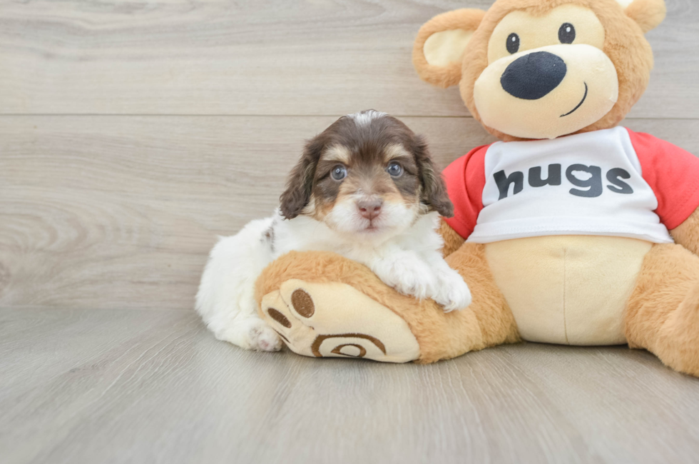 6 week old Mini Aussiedoodle Puppy For Sale - Pilesgrove Pups