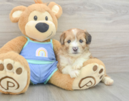 6 week old Mini Aussiedoodle Puppy For Sale - Pilesgrove Pups