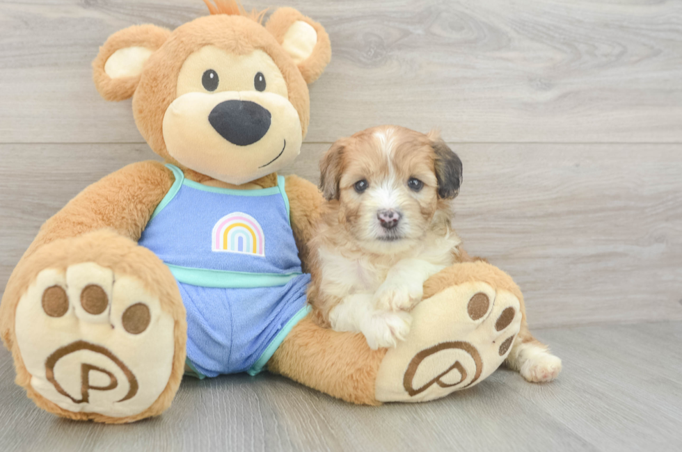 5 week old Mini Aussiedoodle Puppy For Sale - Pilesgrove Pups