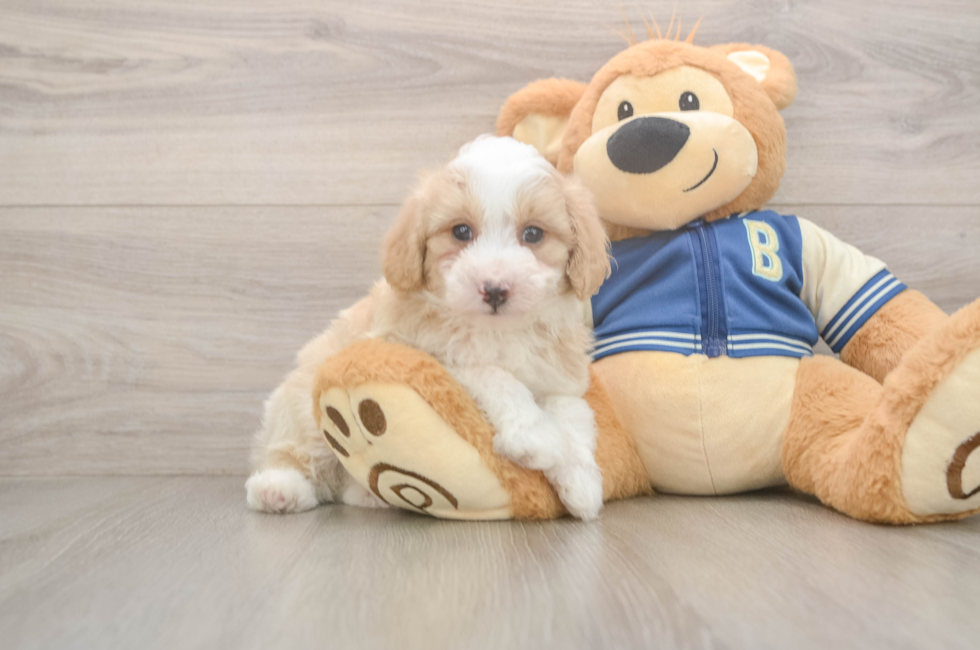 5 week old Mini Aussiedoodle Puppy For Sale - Pilesgrove Pups