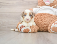 6 week old Mini Aussiedoodle Puppy For Sale - Pilesgrove Pups