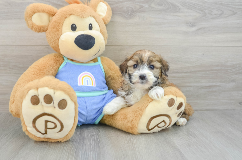 7 week old Mini Aussiedoodle Puppy For Sale - Pilesgrove Pups