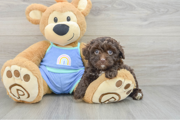 Popular Mini Aussiedoodle Poodle Mix Pup
