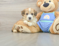 8 week old Mini Aussiedoodle Puppy For Sale - Pilesgrove Pups