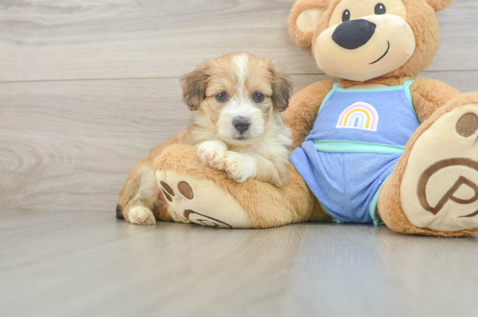 5 week old Mini Aussiedoodle Puppy For Sale - Pilesgrove Pups
