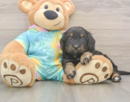 7 week old Mini Aussiedoodle Puppy For Sale - Pilesgrove Pups