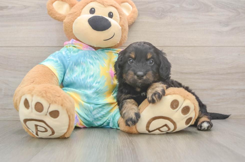 5 week old Mini Aussiedoodle Puppy For Sale - Pilesgrove Pups