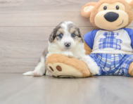 8 week old Mini Aussiedoodle Puppy For Sale - Pilesgrove Pups