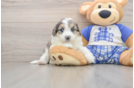 Mini Aussiedoodle Puppy for Adoption
