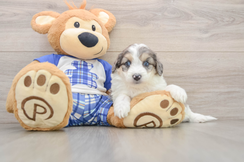 Best Mini Aussiedoodle Baby