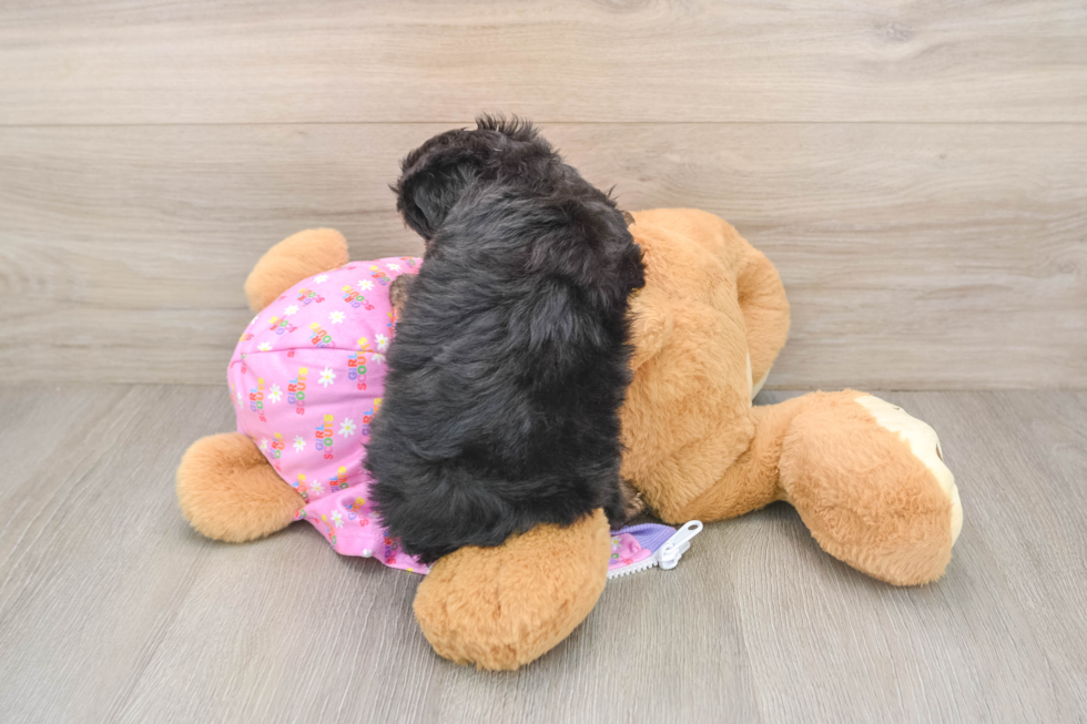Funny Mini Aussiedoodle Poodle Mix Pup