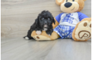 Friendly Mini Aussiedoodle Baby