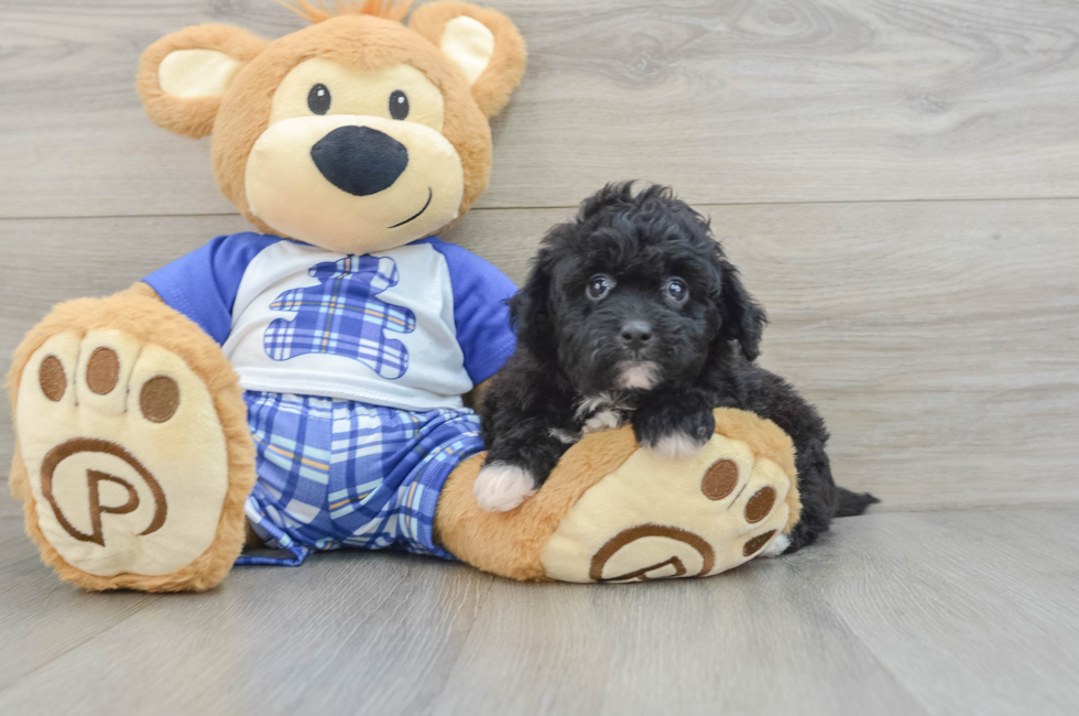 6 week old Mini Aussiedoodle Puppy For Sale - Pilesgrove Pups