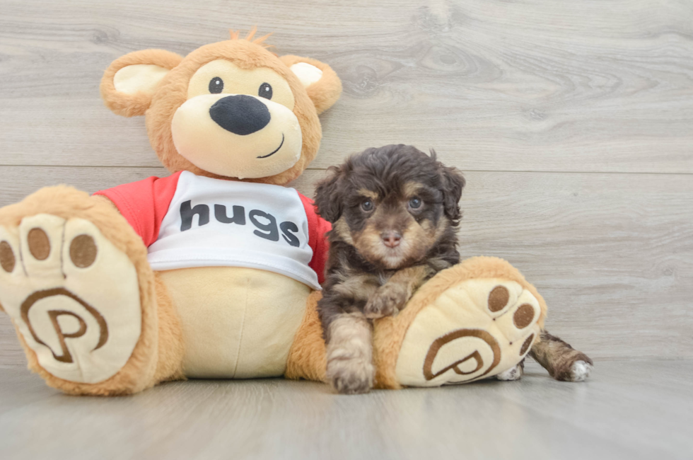 7 week old Mini Aussiedoodle Puppy For Sale - Pilesgrove Pups