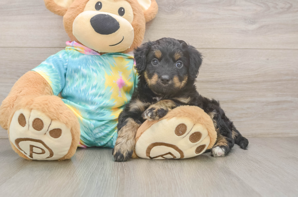 5 week old Mini Aussiedoodle Puppy For Sale - Pilesgrove Pups