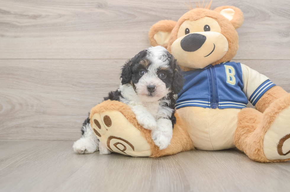 5 week old Mini Aussiedoodle Puppy For Sale - Pilesgrove Pups