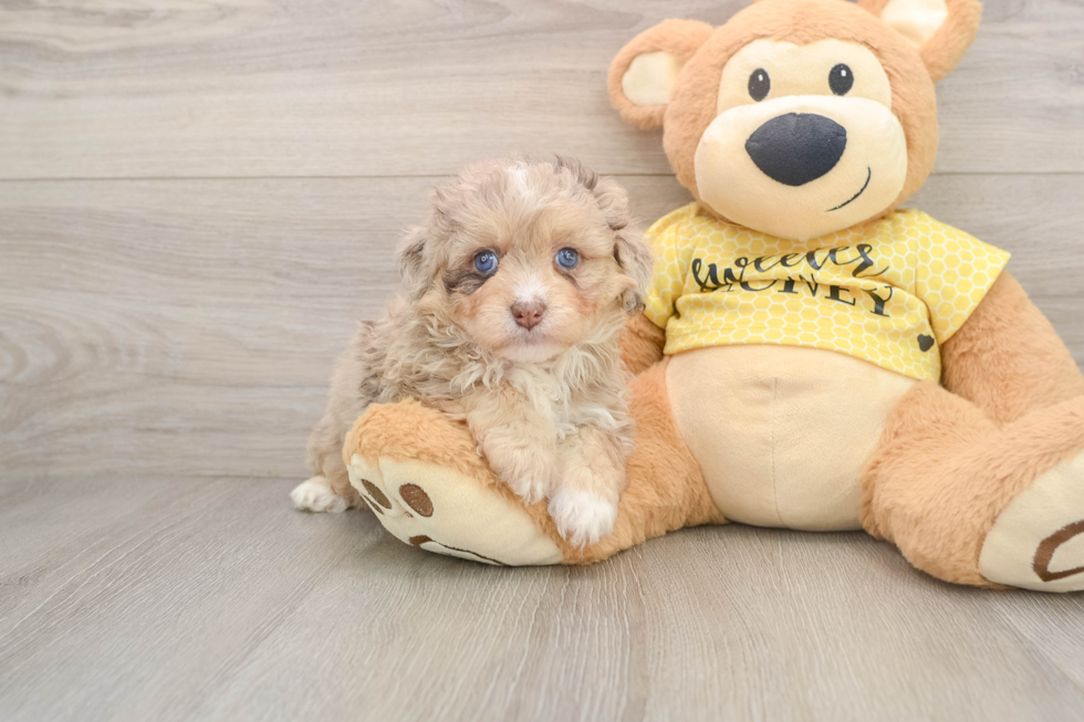 Best Mini Aussiedoodle Baby