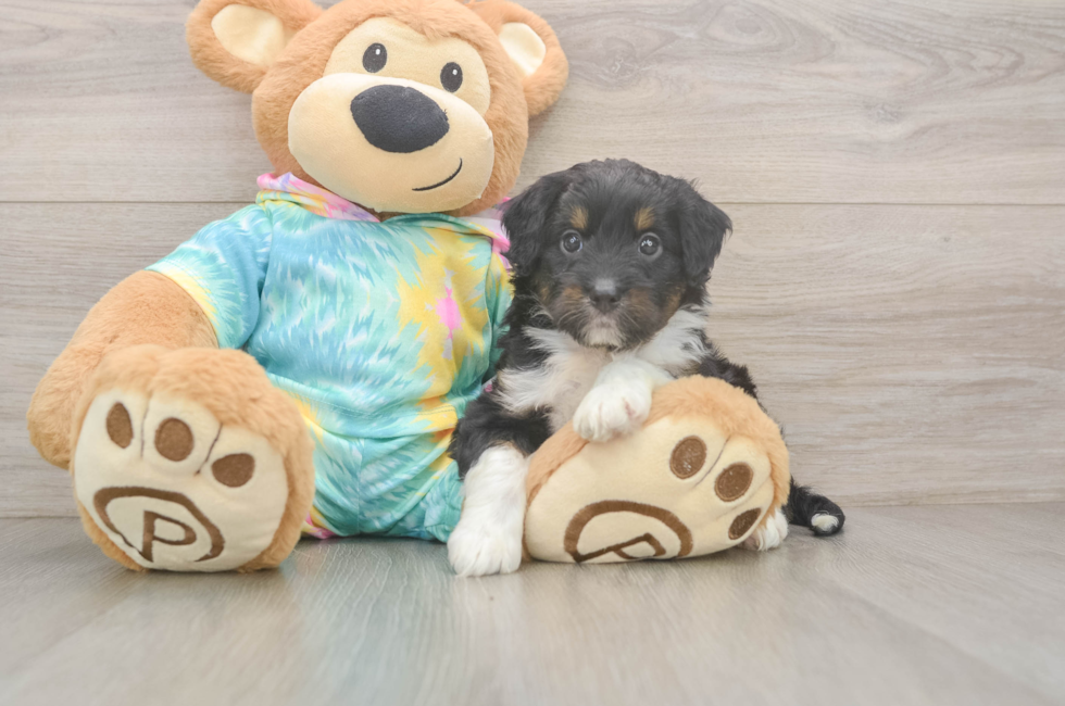 5 week old Mini Aussiedoodle Puppy For Sale - Pilesgrove Pups
