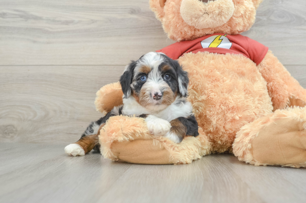 7 week old Mini Aussiedoodle Puppy For Sale - Pilesgrove Pups