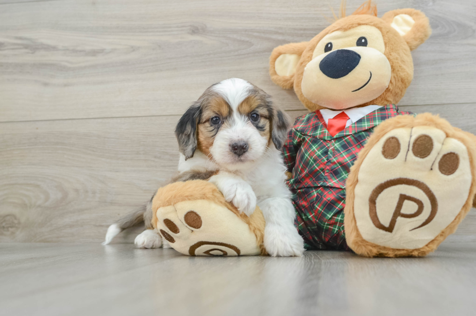 5 week old Mini Aussiedoodle Puppy For Sale - Pilesgrove Pups