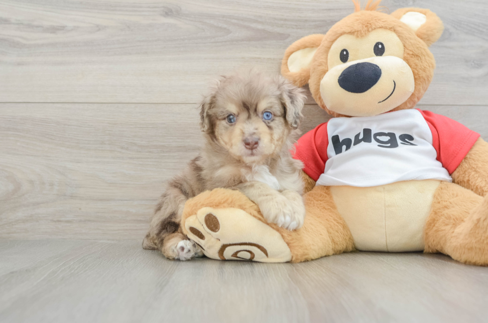 6 week old Mini Aussiedoodle Puppy For Sale - Pilesgrove Pups
