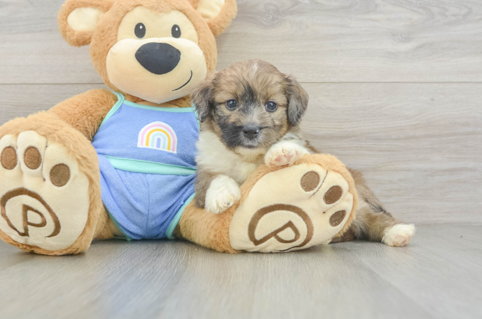 5 week old Mini Aussiedoodle Puppy For Sale - Pilesgrove Pups