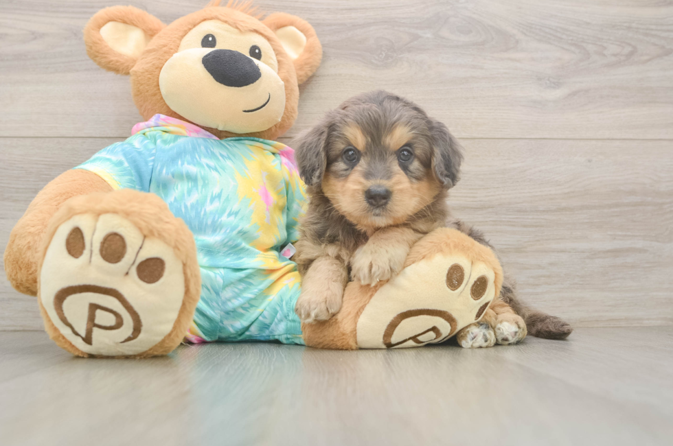 5 week old Mini Aussiedoodle Puppy For Sale - Pilesgrove Pups