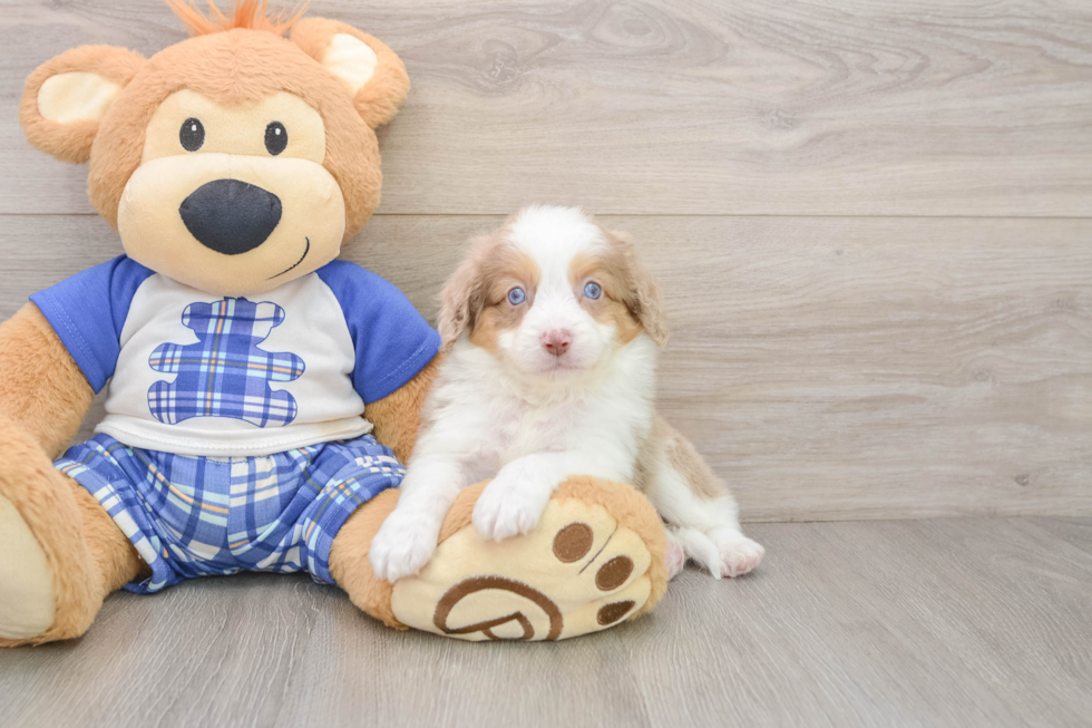 Fluffy Mini Aussiedoodle Poodle Mix Pup