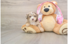 Petite Mini Aussiedoodle Poodle Mix Pup