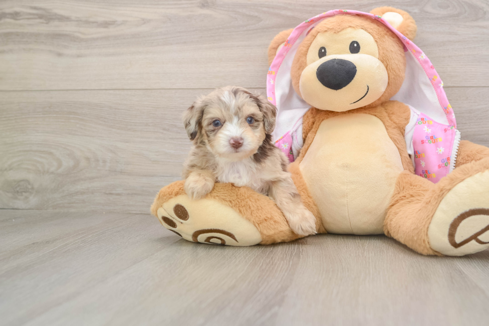 Petite Mini Aussiedoodle Poodle Mix Pup