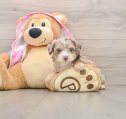 10 week old Mini Aussiedoodle Puppy For Sale - Pilesgrove Pups