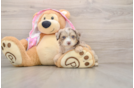 Energetic Aussiepoo Poodle Mix Puppy