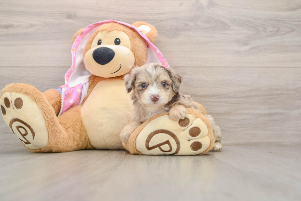 Energetic Aussiepoo Poodle Mix Puppy