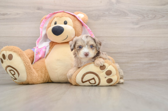 Energetic Aussiepoo Poodle Mix Puppy