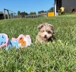 11 week old Mini Aussiedoodle Puppy For Sale - Pilesgrove Pups