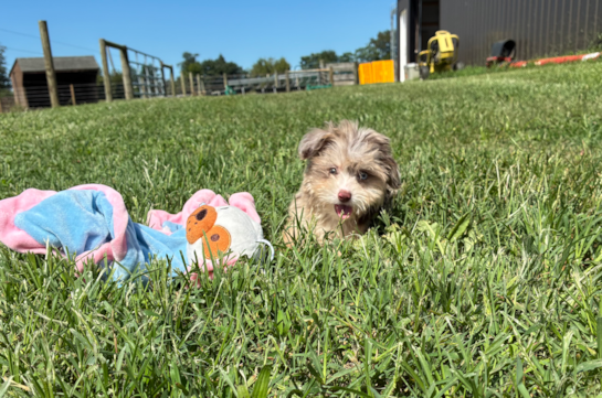 Cute Mini Aussiedoodle Poodle Mix Pup