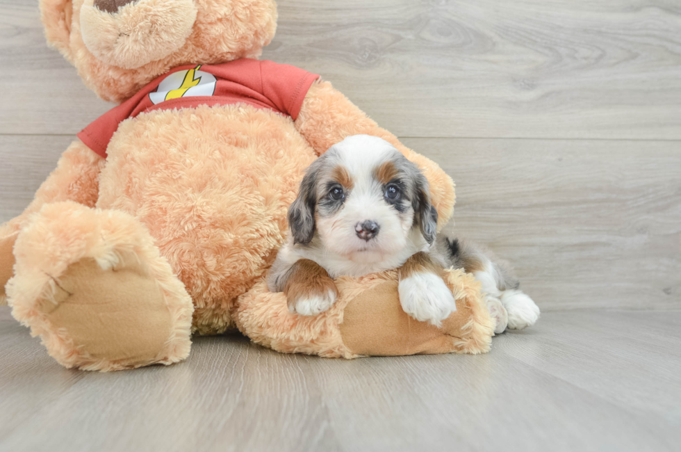 7 week old Mini Aussiedoodle Puppy For Sale - Pilesgrove Pups