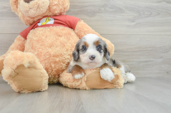 Playful Mini Aussiepoodle Poodle Mix Puppy