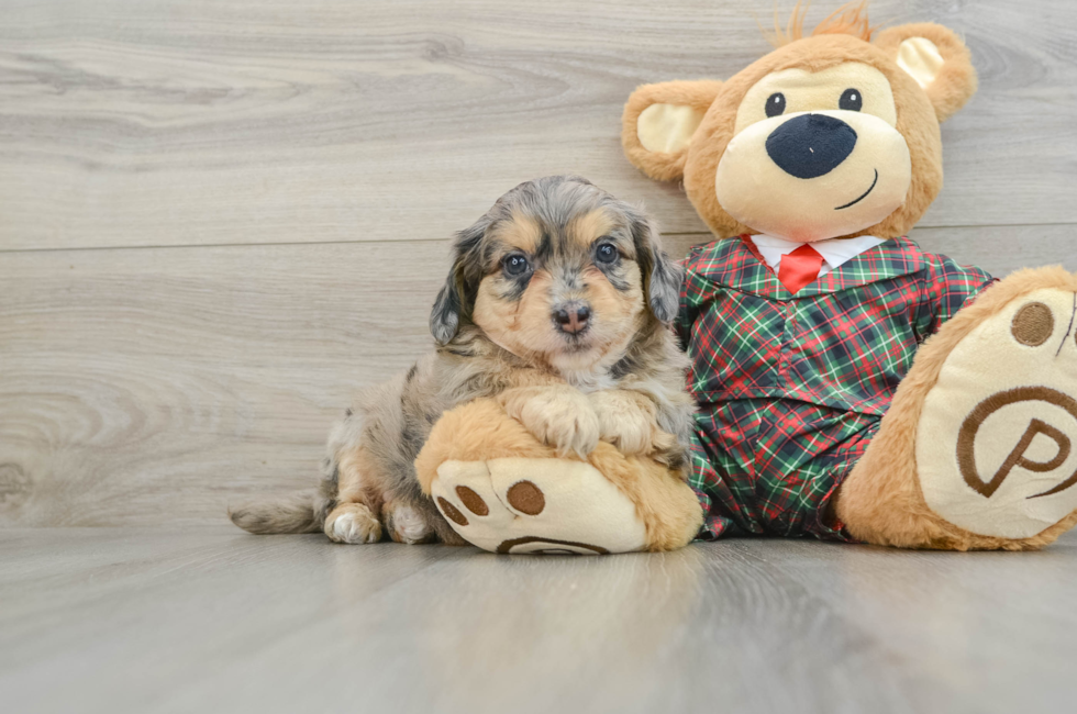 5 week old Mini Aussiedoodle Puppy For Sale - Pilesgrove Pups