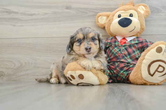 Fluffy Mini Aussiedoodle Poodle Mix Pup