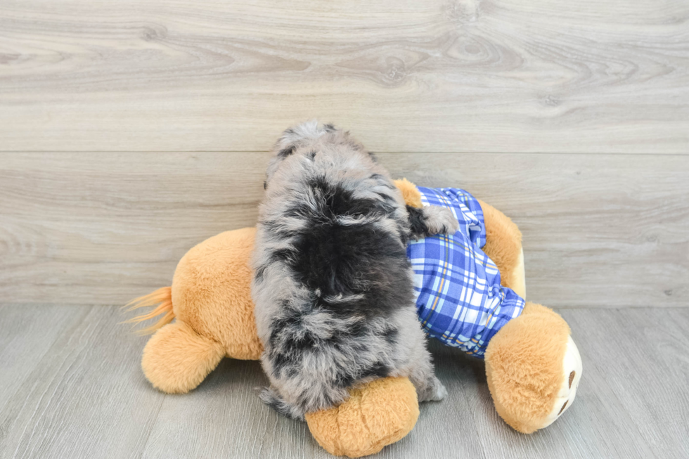 Smart Mini Aussiedoodle Poodle Mix Pup