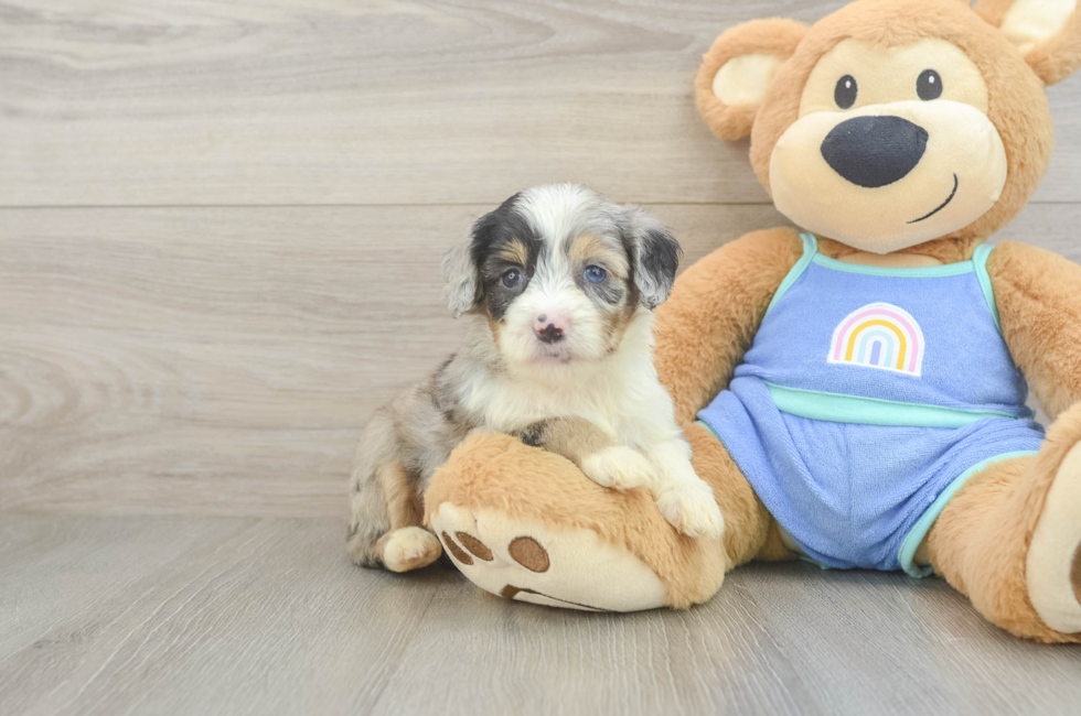 5 week old Mini Aussiedoodle Puppy For Sale - Pilesgrove Pups