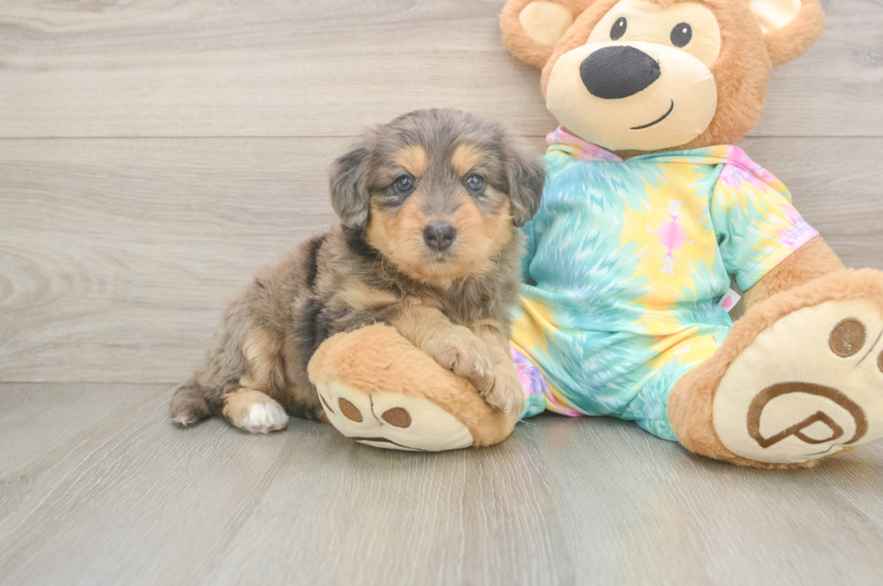 5 week old Mini Aussiedoodle Puppy For Sale - Pilesgrove Pups