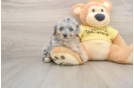 Mini Aussiedoodle Pup Being Cute