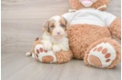 Best Mini Aussiedoodle Baby