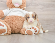 7 week old Mini Aussiedoodle Puppy For Sale - Pilesgrove Pups